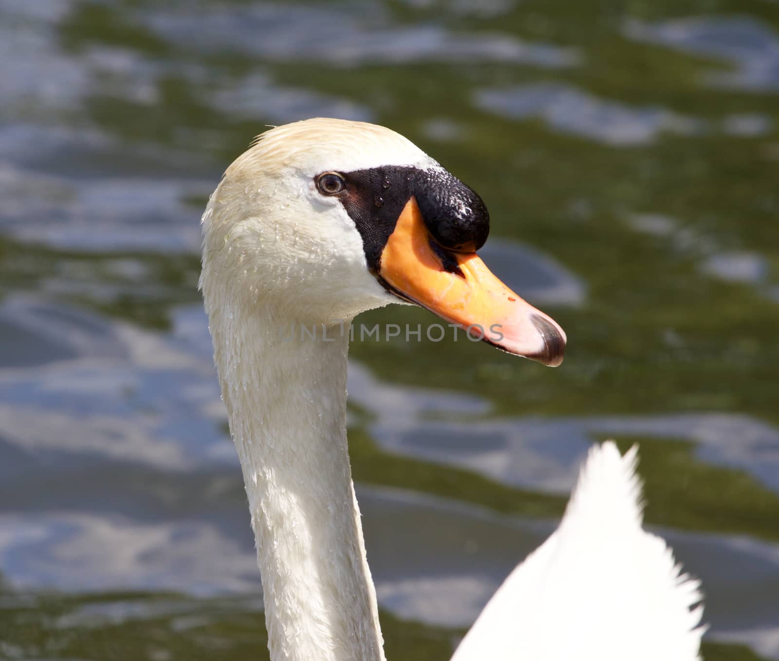 The close-up of the male mute swan in the lake by teo