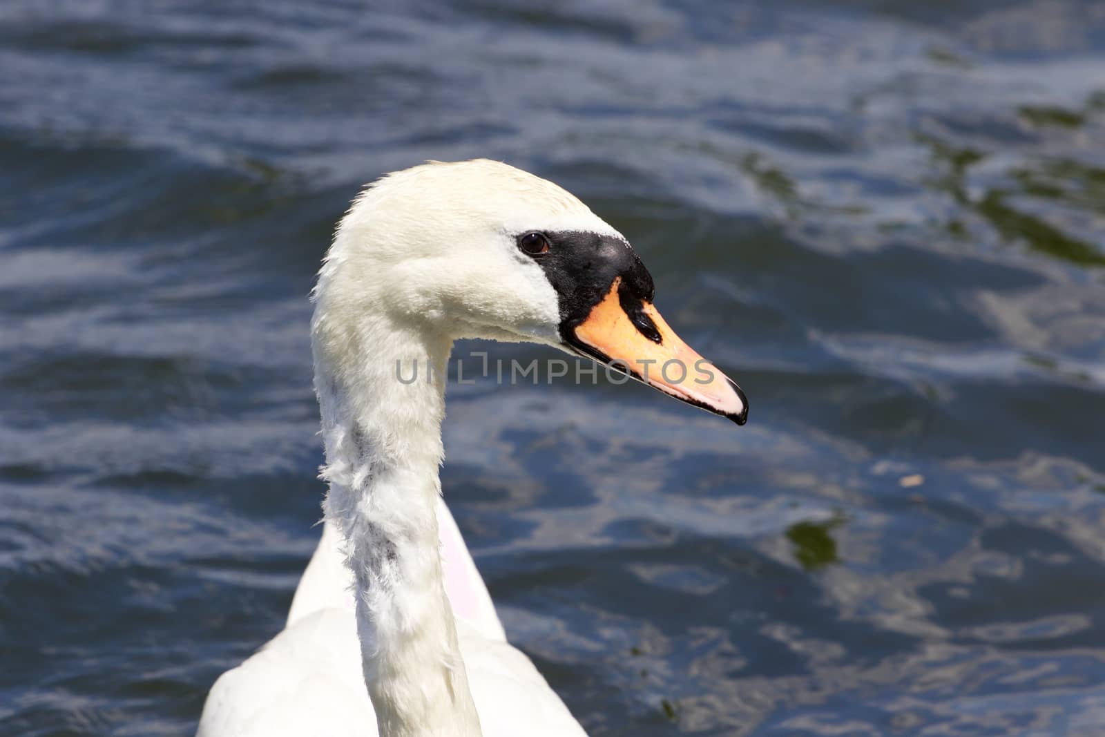 Beautiful confident female mute swan's portrait by teo