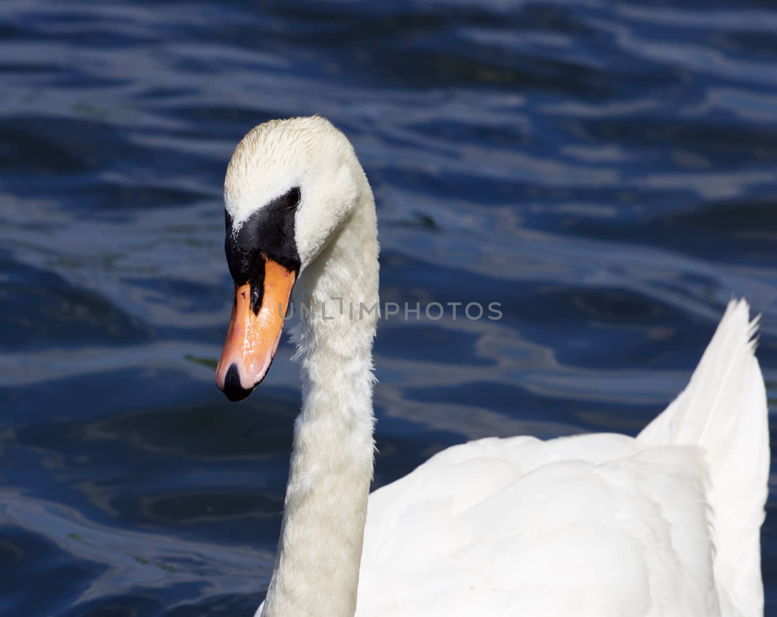 The beautiful female mute swan is swimming somewhere in the lake