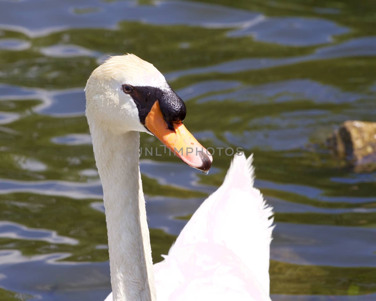 The close-up of the male mute swan in the water of the lake