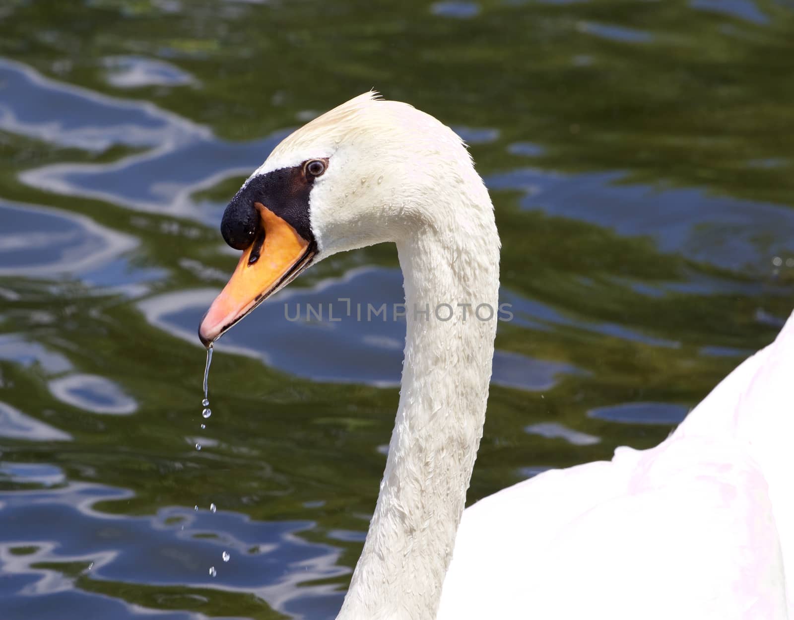 The portrait of the thoughtful mute male swan drinking the water from the lake