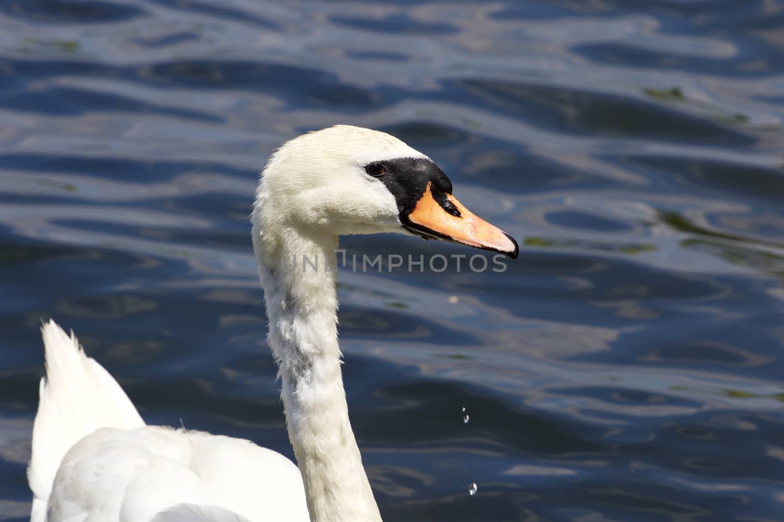 Beautiful female mute swan is looking for something by teo