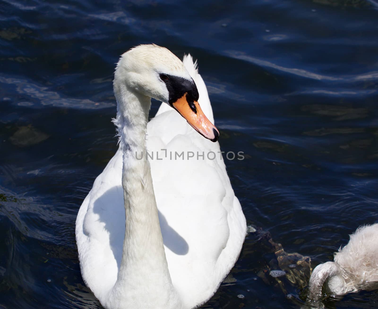 The mother-swan is looking for her young son in the water of the lake