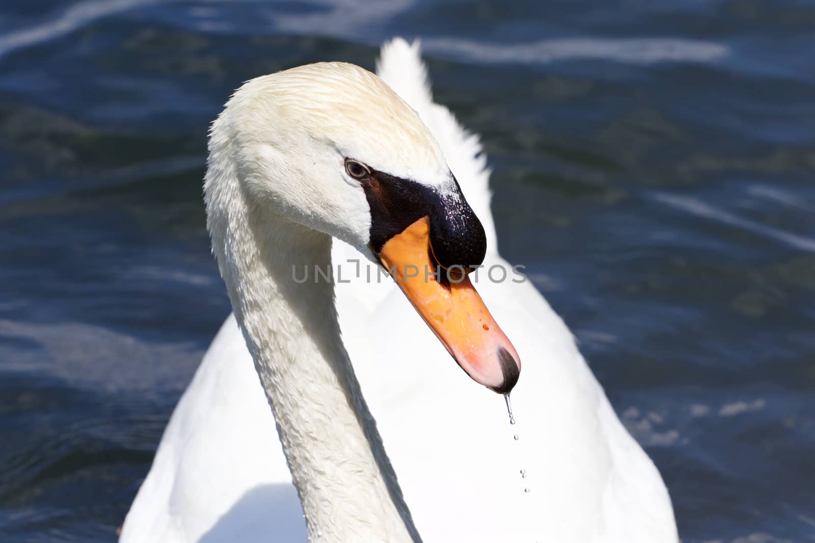 The beautiful portrait of the thoughtful male mute swan