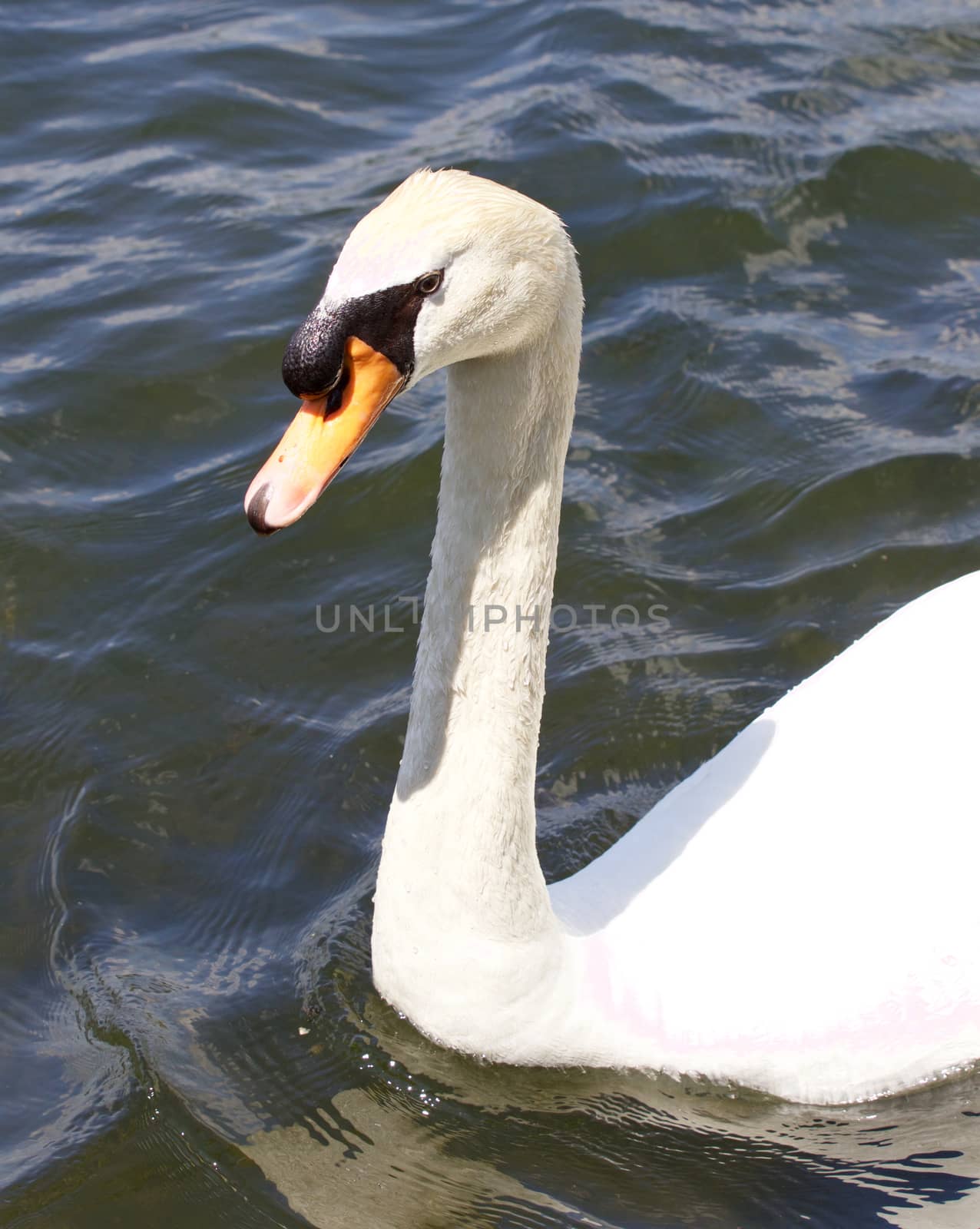 The close-up of the mute swan swimming in the lake by teo