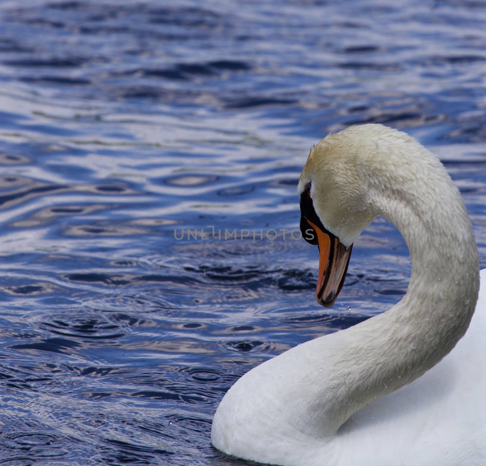 Beautiful neck of the strong male mute swan