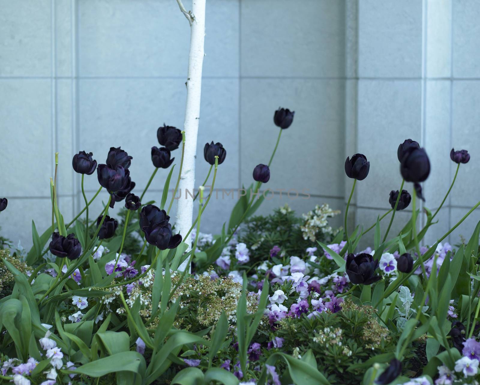 Deep Purple Tulips Garden by mmm