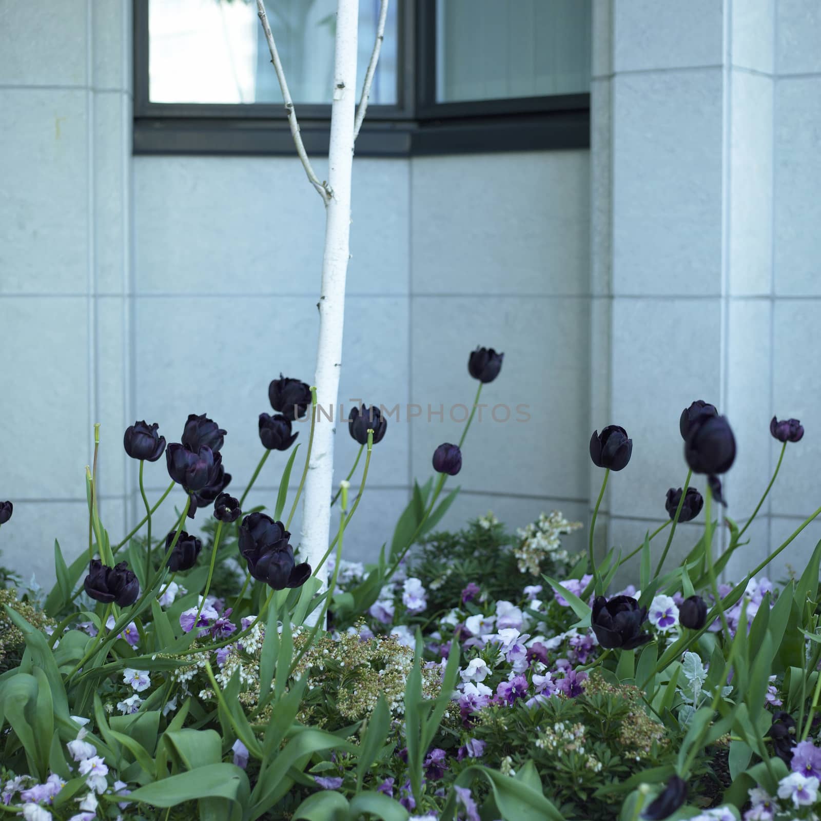 Deep purple tulips in a flower bed with a birch tree near the exterior of building