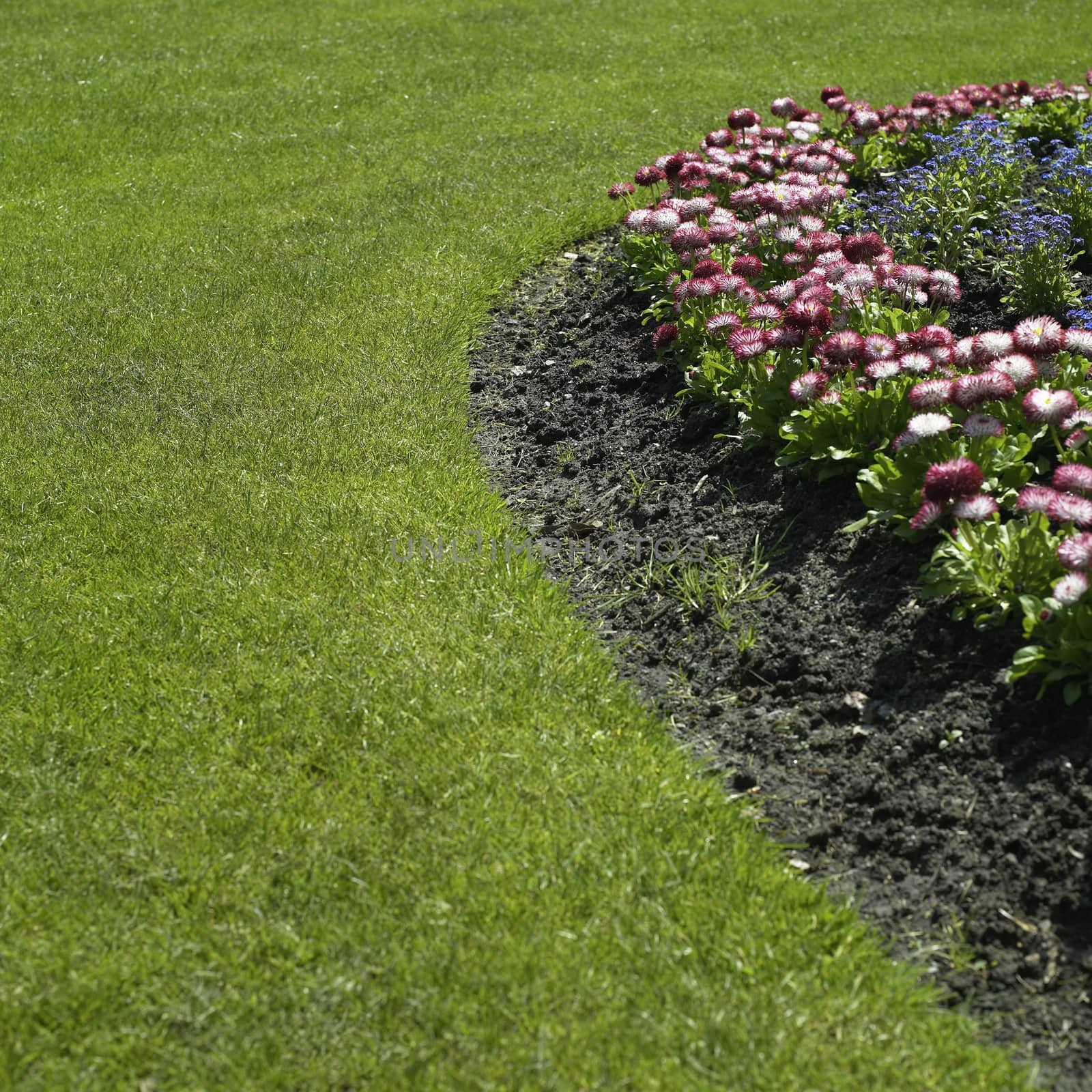 Trimmed lawn of perfect green grass surrounding a colorful flower bed
