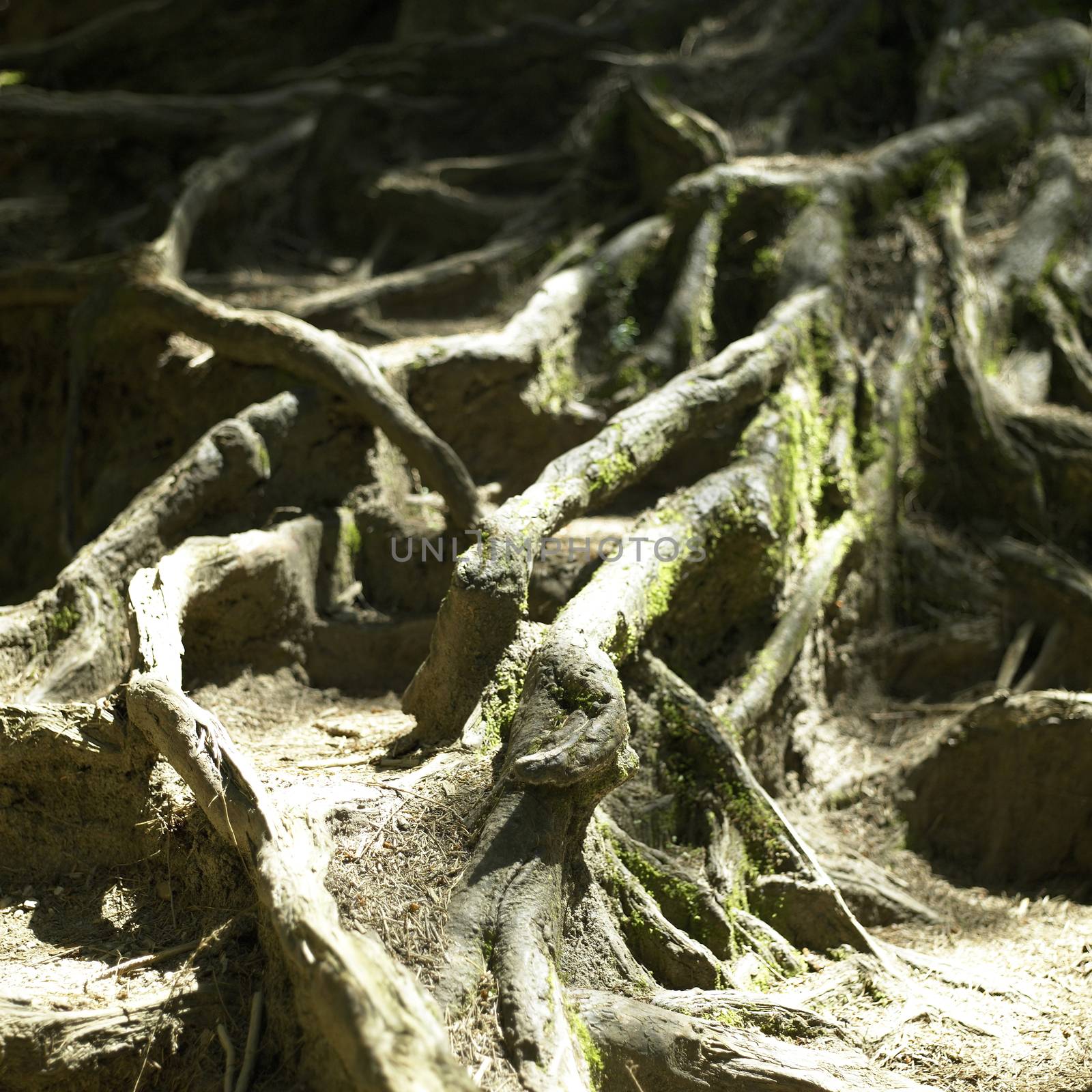 Complex system of gnarly tree roots