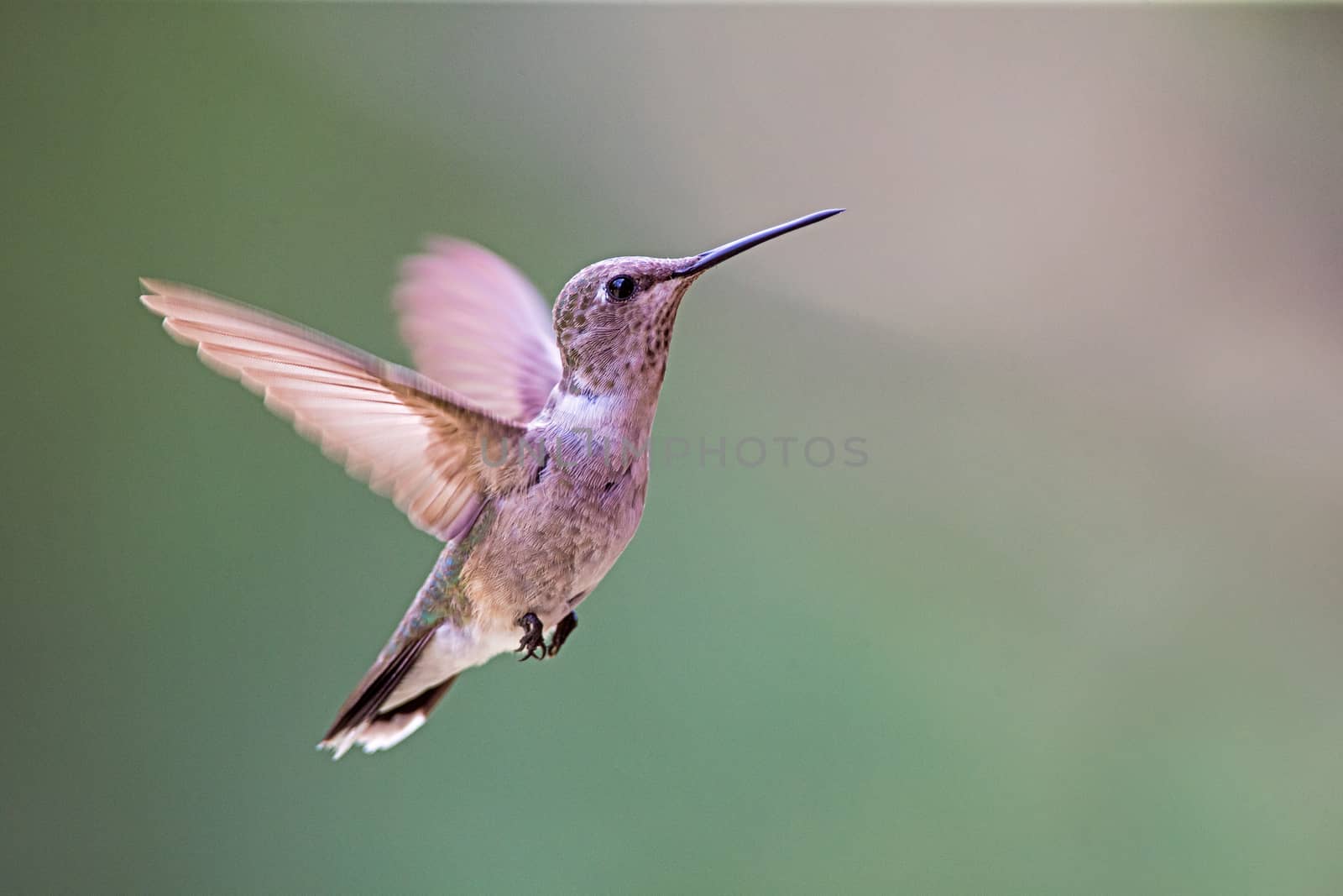 Hummingbird by thomas_males