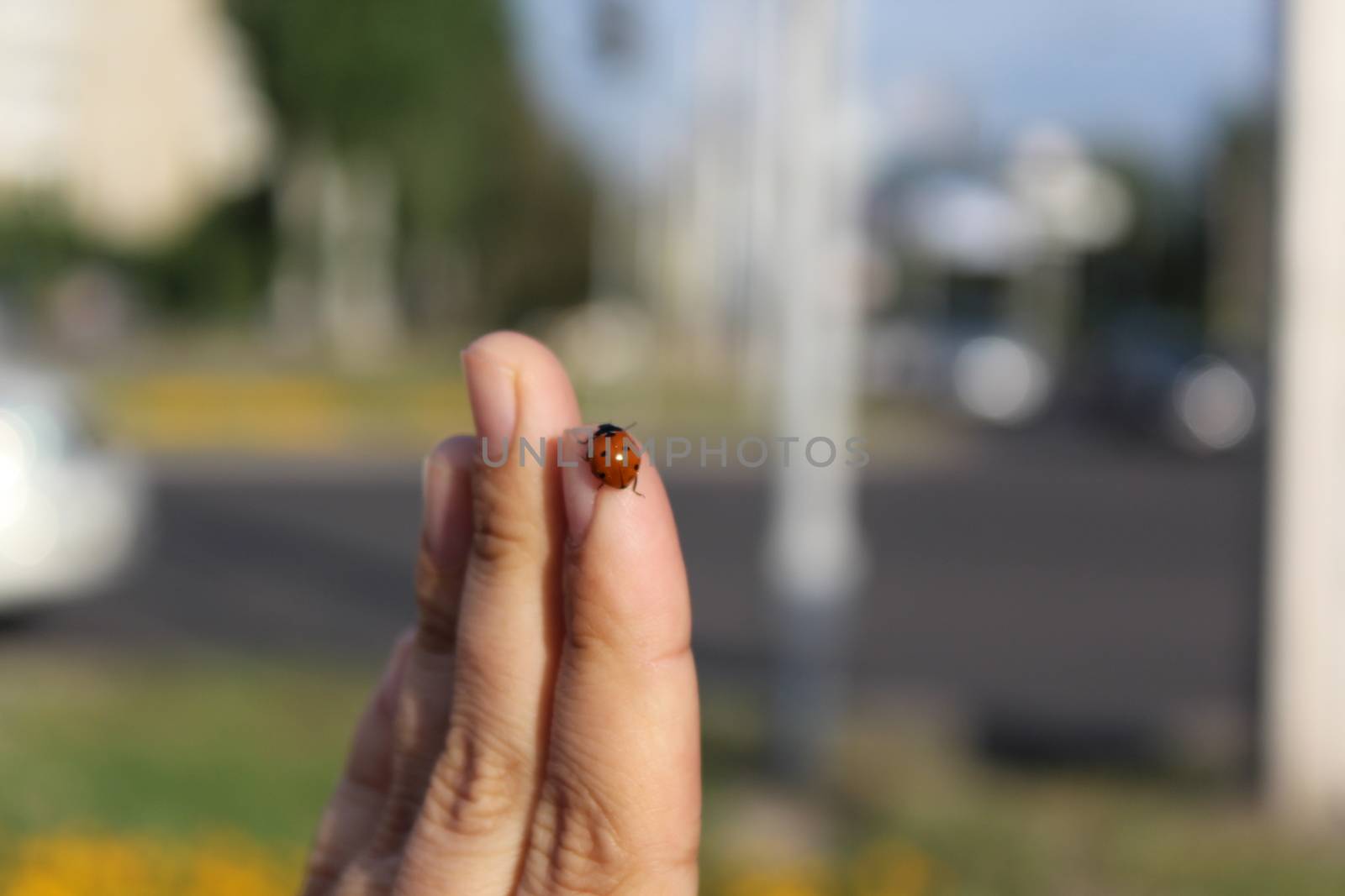 Ladybug on the hand. by nurjan100