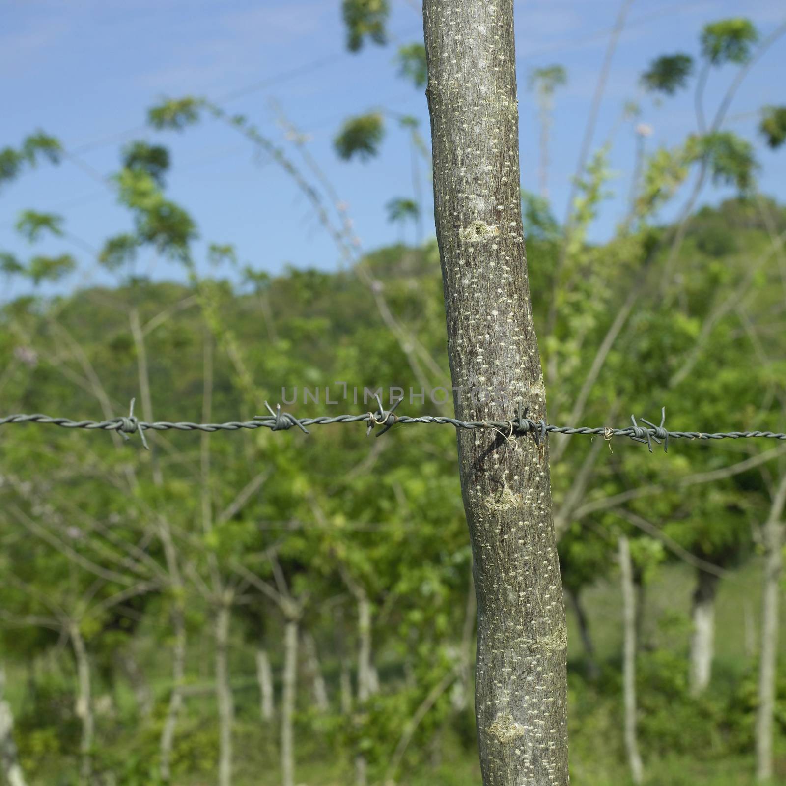 Barbed wire connected to a tree post near a lush green tropical field