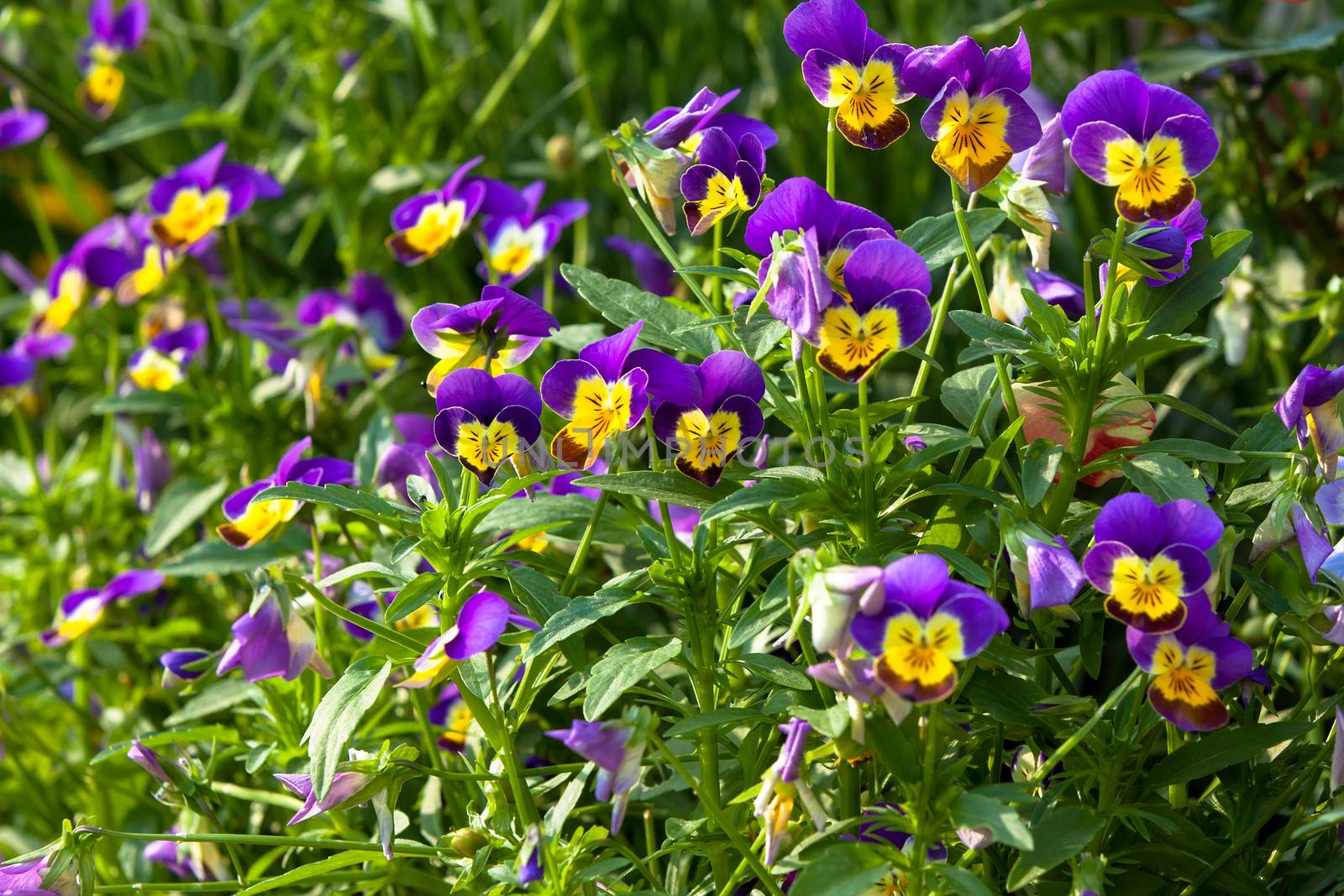 garden pansy (pansies, Viola, Viola tricolor) is a type of large by motorolka
