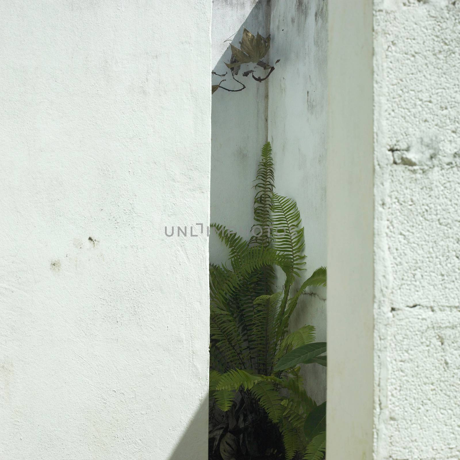 Fern sprout up in between white cinder block walls