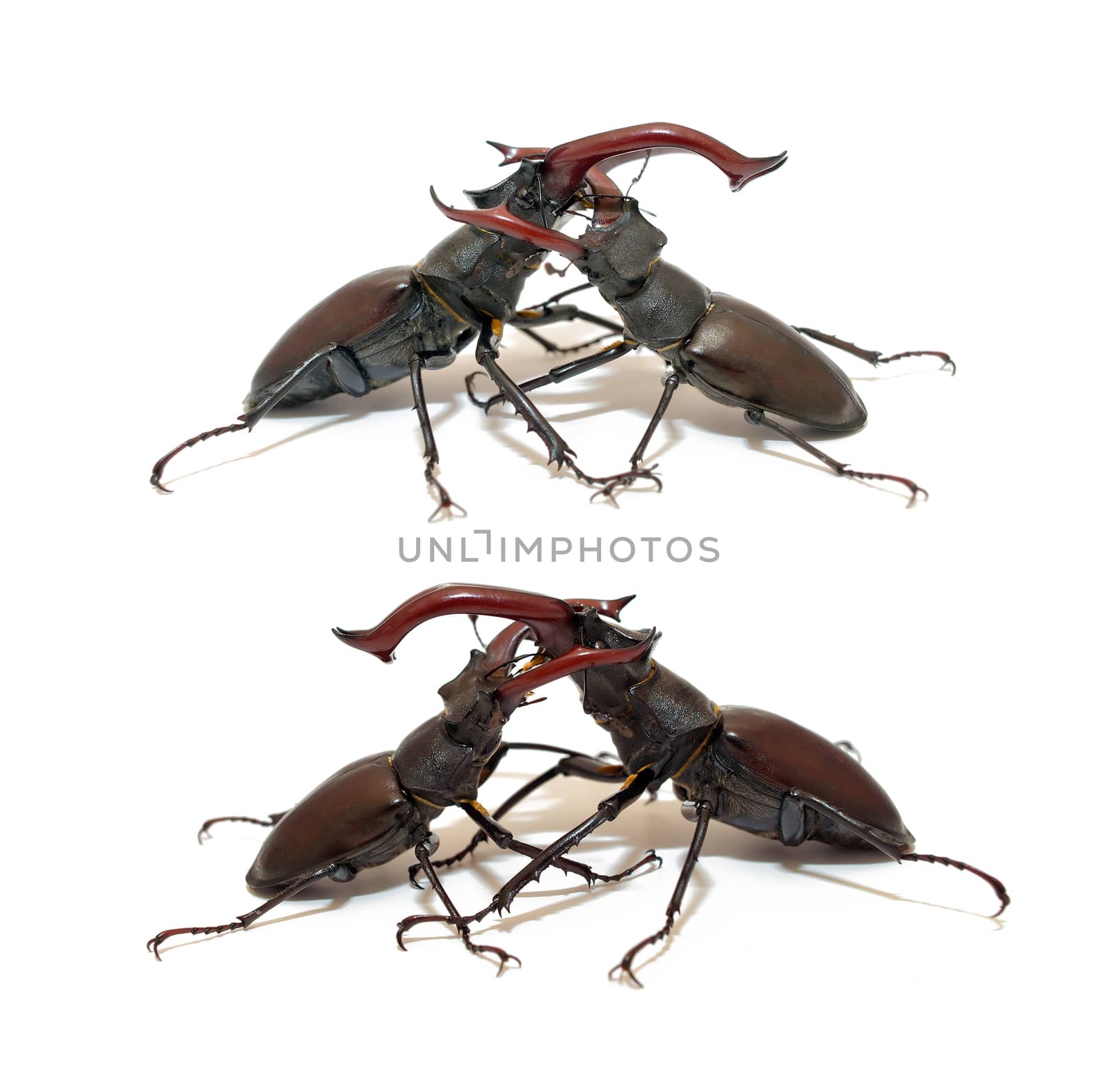 Two fighting stag beetle isolated on white background, closeup