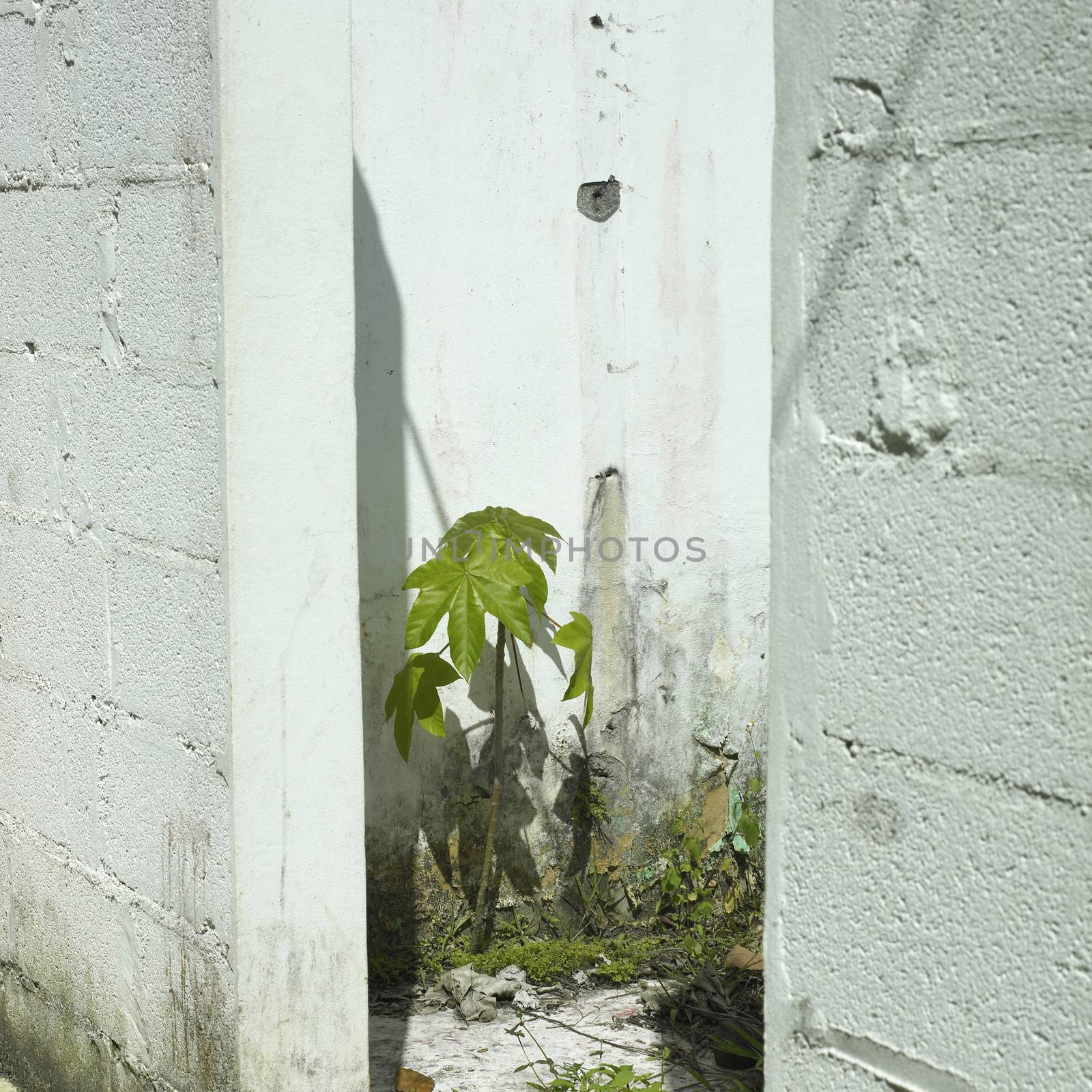 Plant growing between walls by mmm