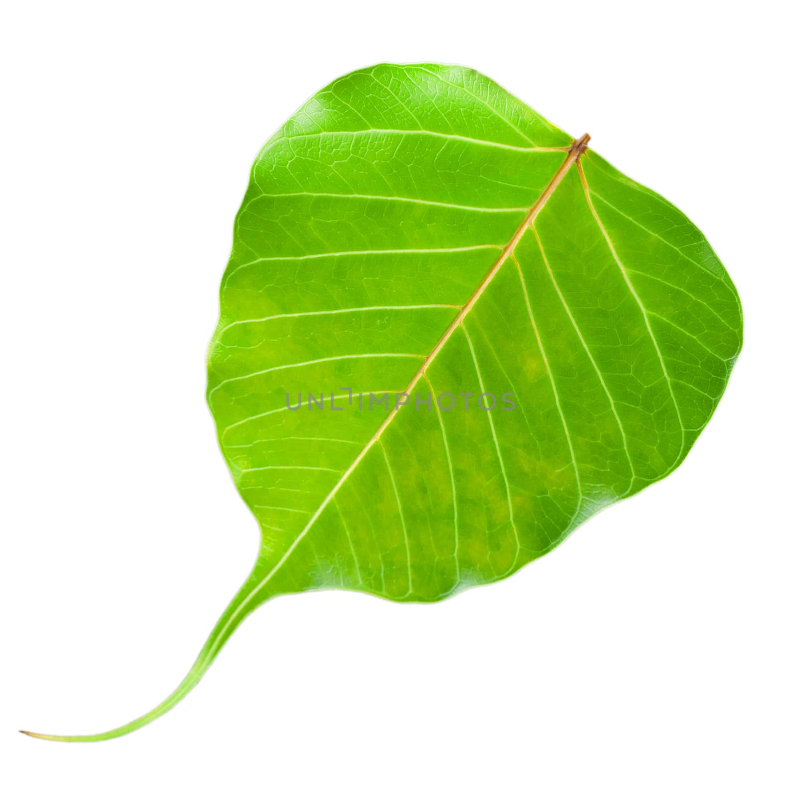 Green leaf heart, Isolated on white background, Clipping  path