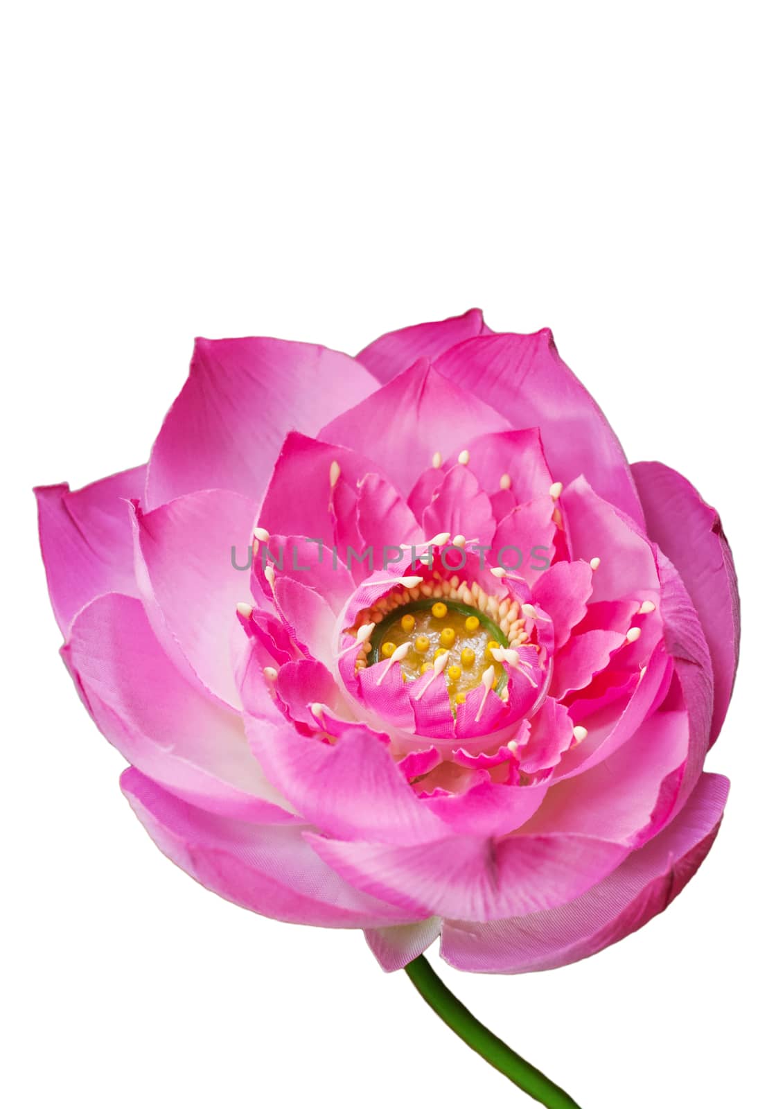 Pink water lily flower (lotus) and white background, Artificial lotus flower is a important symbol in Asian culture, Clipping path