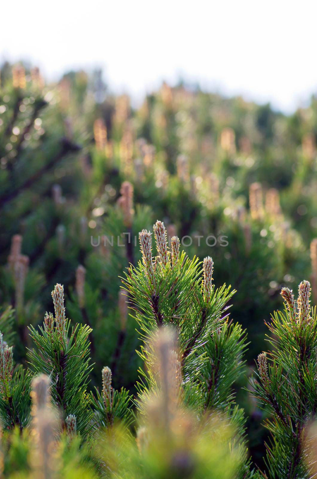 Pine tree closeup by dolnikow