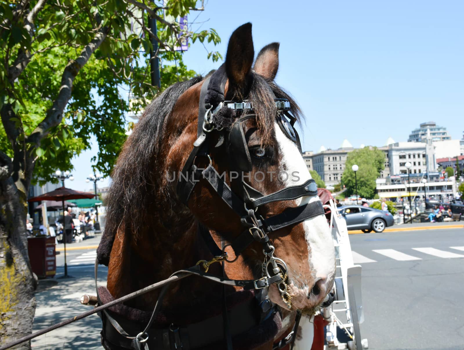 A horse-drawn carriage is ready for passengers in Victoria, B.C. 