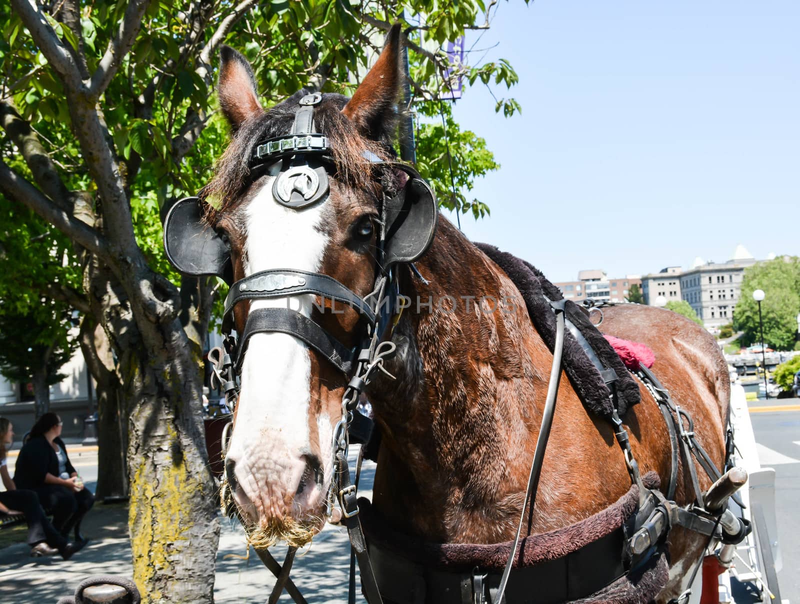 A horse-drawn carriage is ready for passengers in Victoria, B.C. 