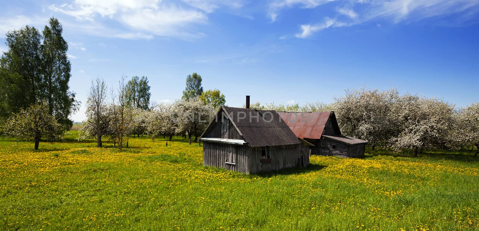  the old house located in rural areas. spring, fruit-trees blossom