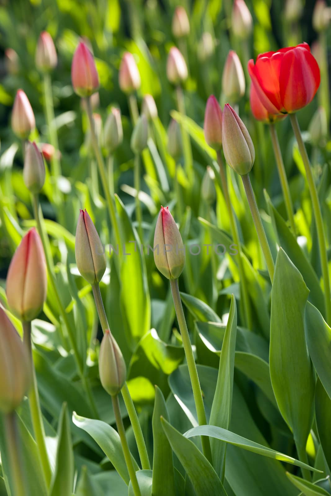  tulips of dark color growing in a field. focus on the central flower