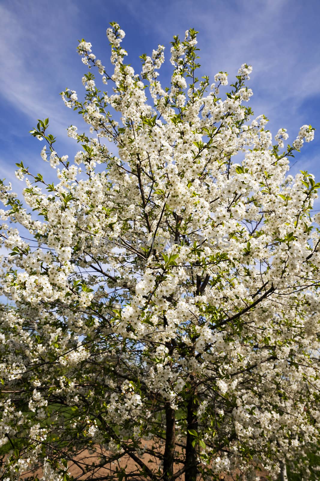   the white flowers which have appeared on a fruit tree