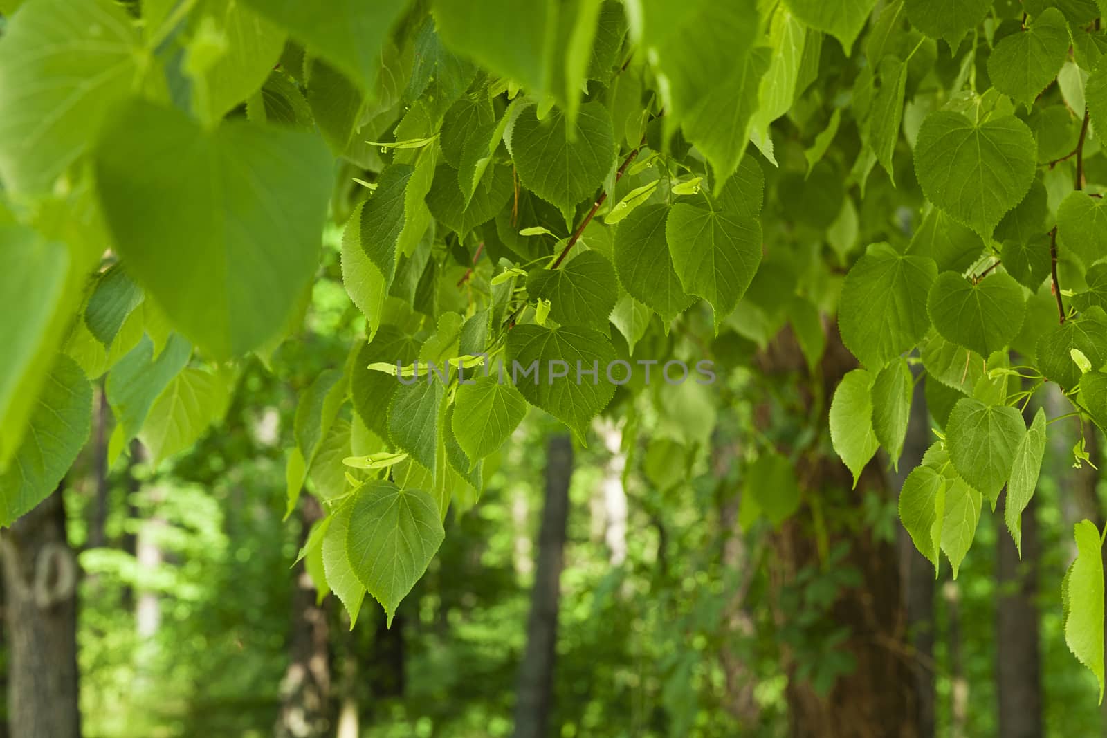   green foliage of a linden in a spring season. focus on foliage