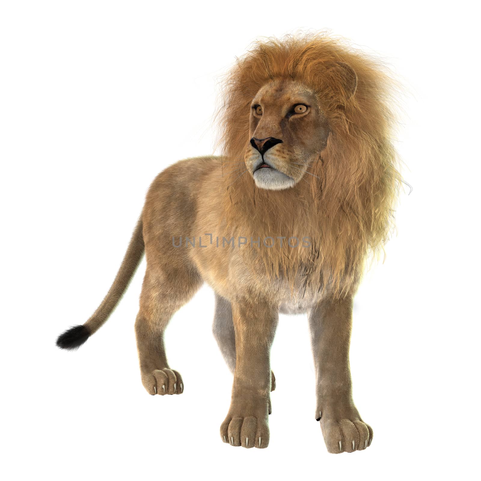 3D digital render of a male lion isolated on white background