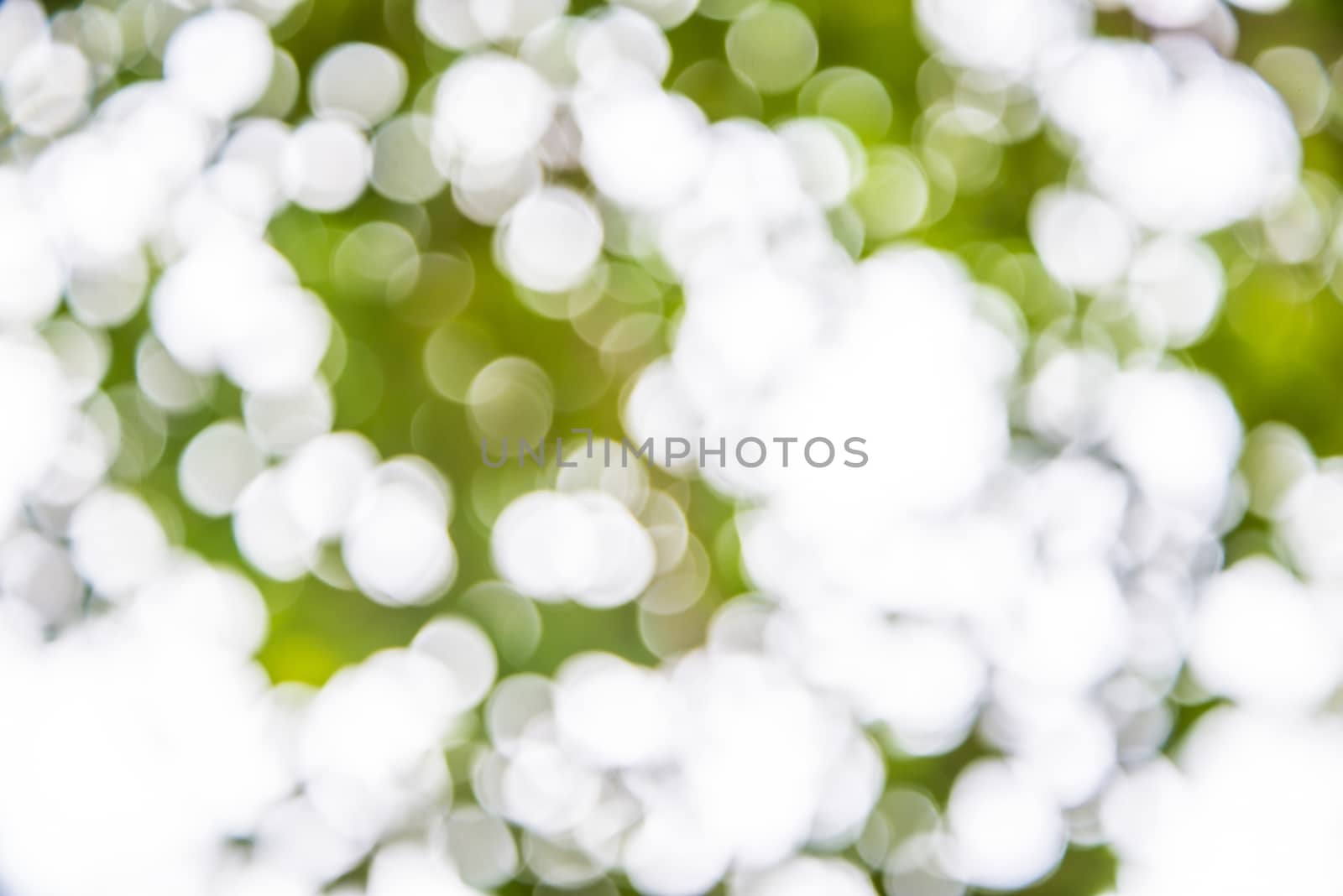 Zoom shot out of focus green tree for background. Bokeh