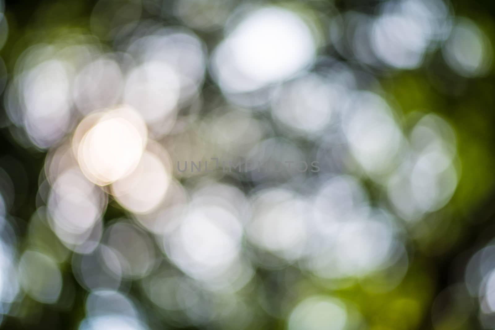 Zoom shot out of focus green tree for background. Bokeh