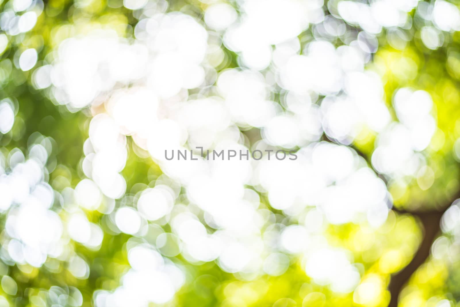 Zoom shot out of focus green tree for background. Bokeh