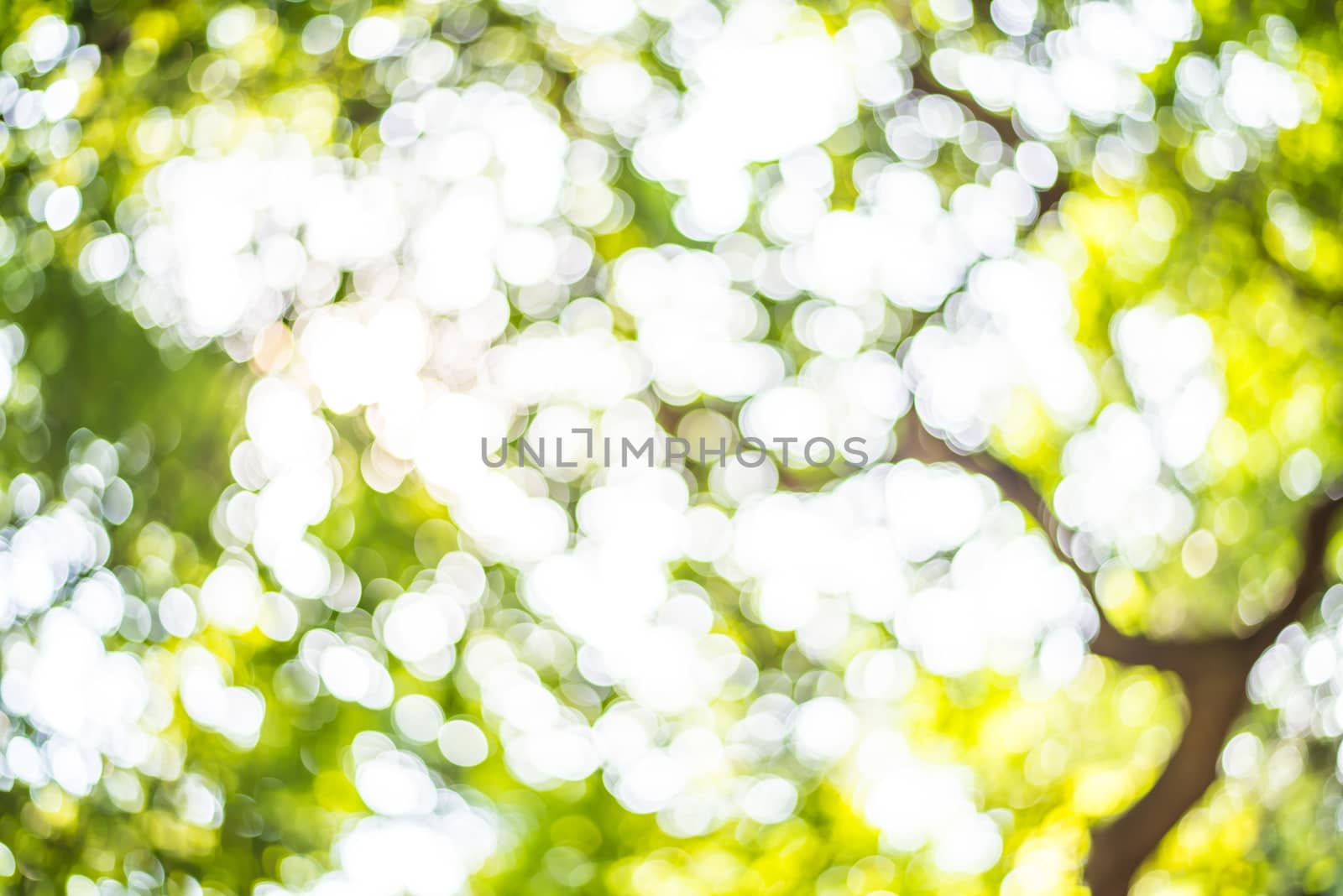 Zoom shot out of focus green tree for background. Bokeh