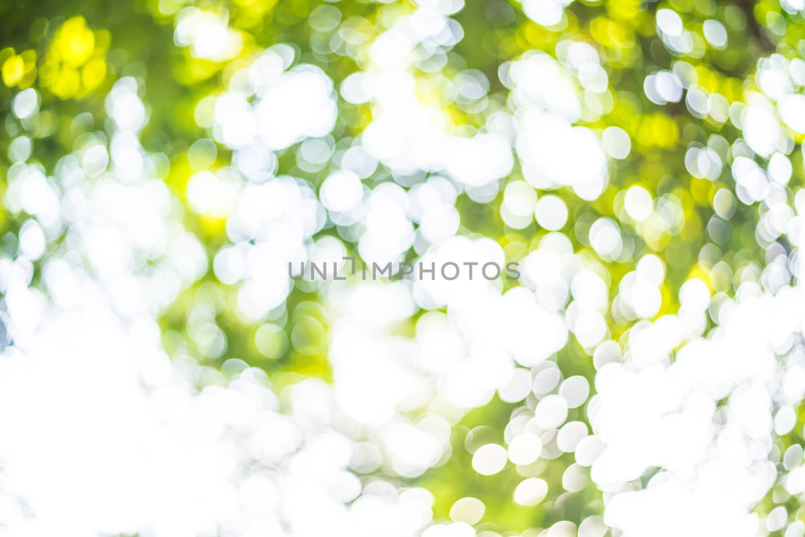 Zoom shot out of focus green tree for background. Bokeh