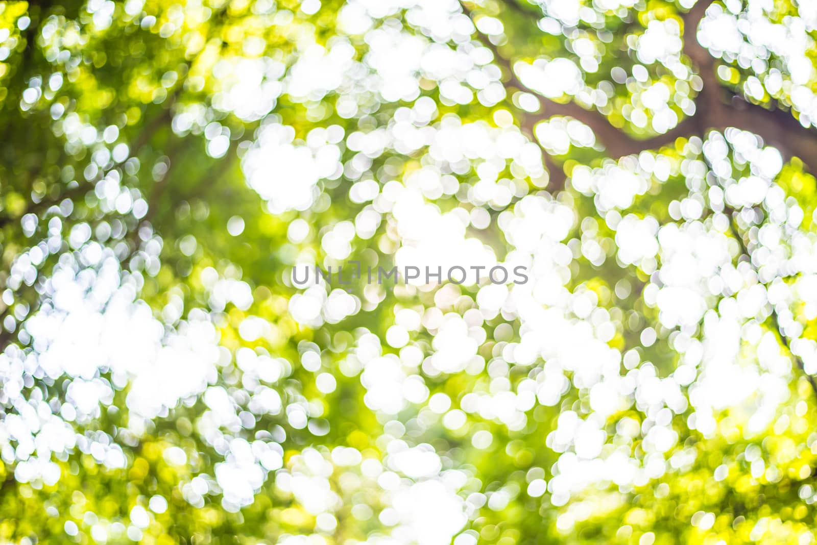 Zoom shot out of focus green tree for background. Bokeh