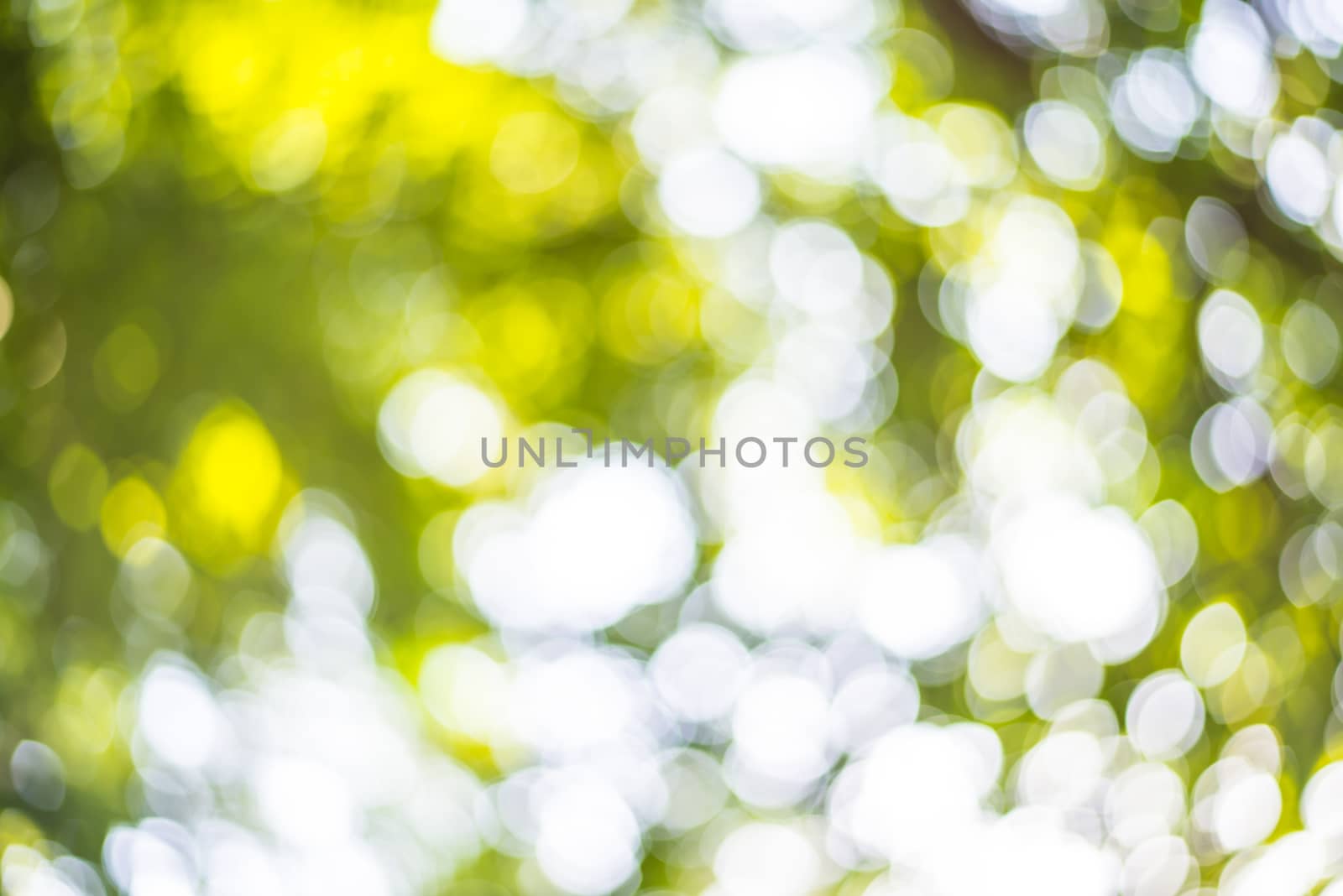 Zoom shot out of focus green tree for background. Bokeh