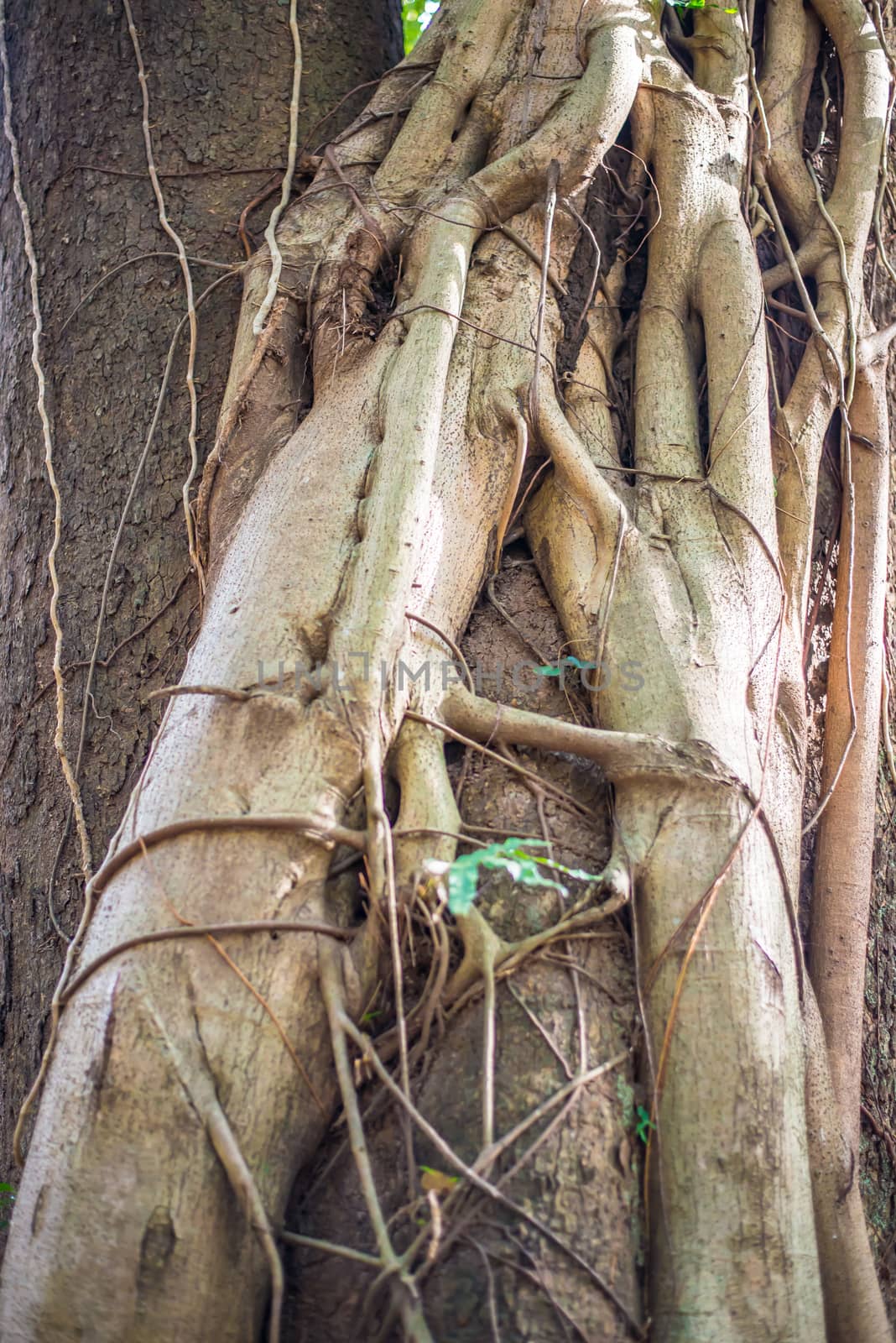 Liana wrapped around a tree in the forest.