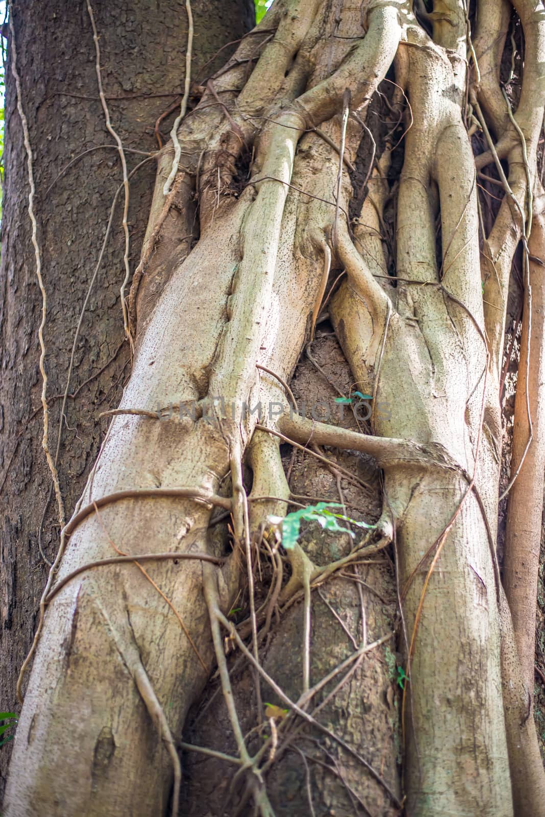 Liana wrapped around a tree in the forest.