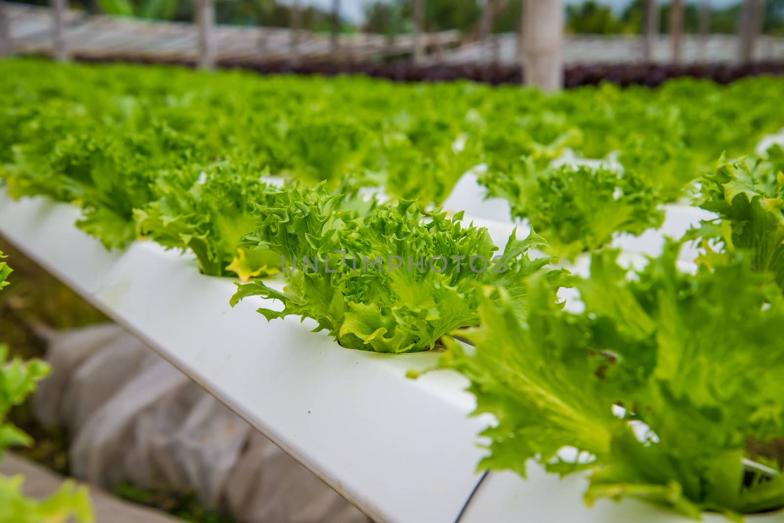 Organic vegetables are grown in the mountains.
