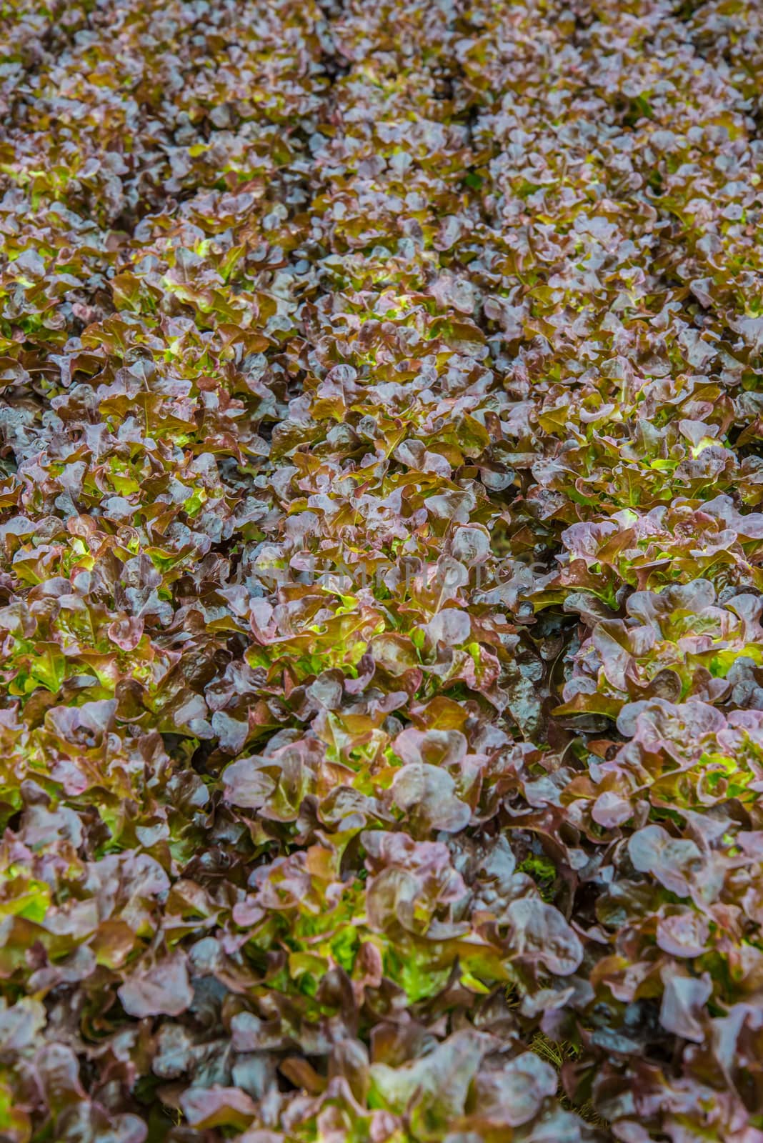 Organic vegetables are grown in the mountains.