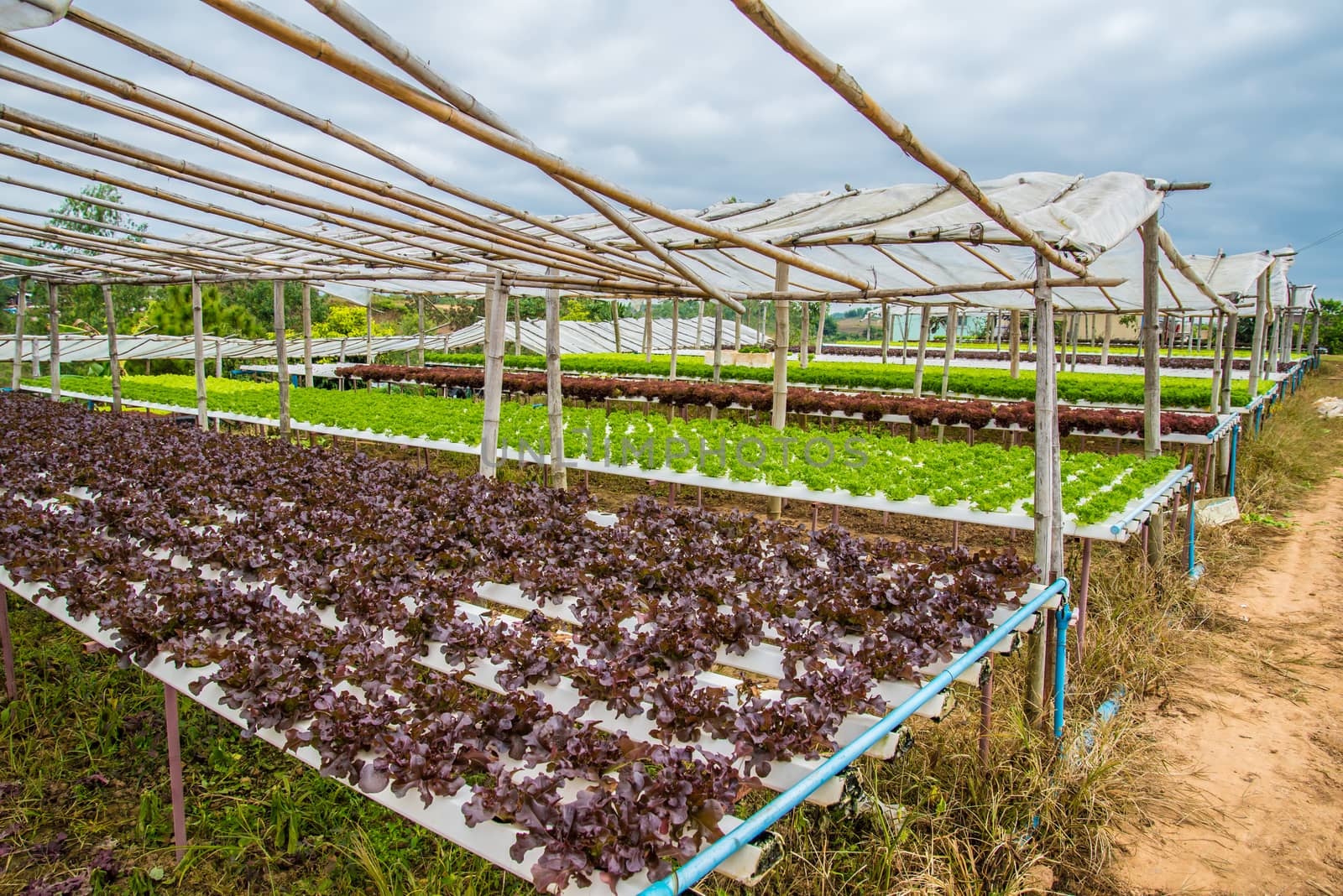 Organic vegetables are grown in the mountains.