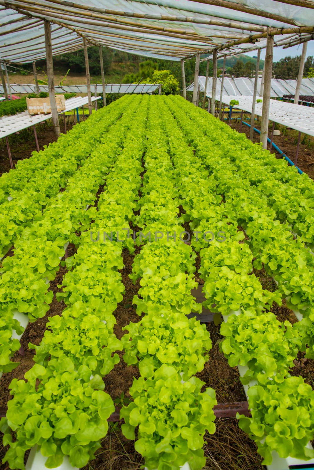 Organic vegetables are grown in the mountains.