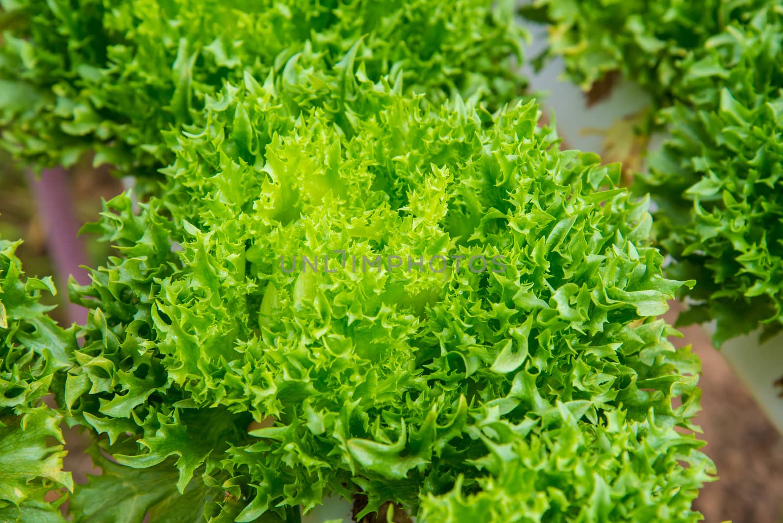 Organic vegetables are grown in the mountains.