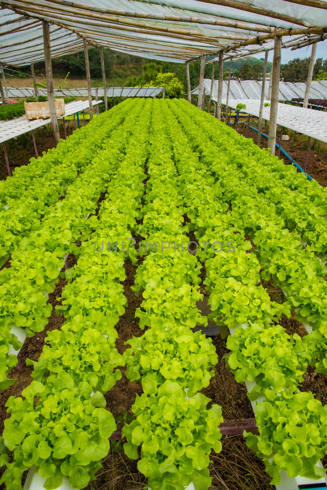 Organic vegetables are grown in the mountains.