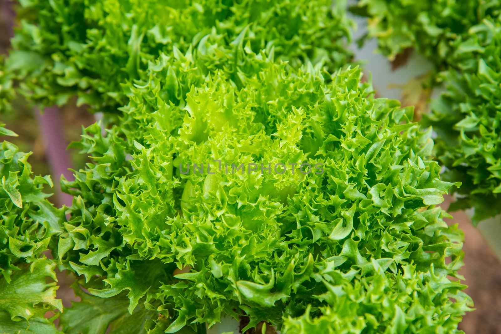 Organic vegetables are grown in the mountains.