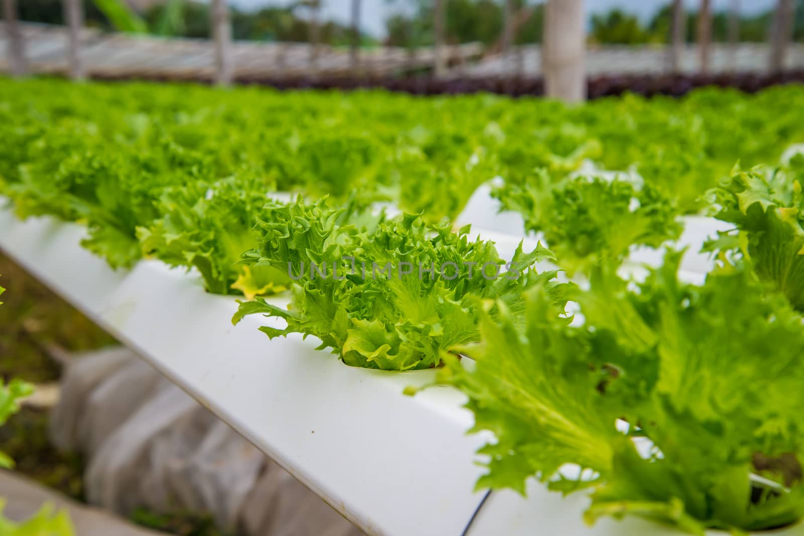 Organic vegetables are grown in the mountains.