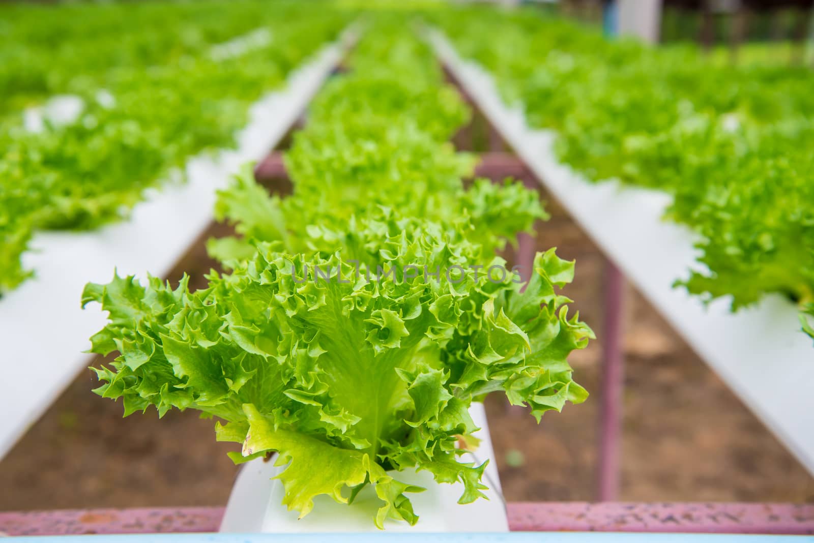 Organic vegetables are grown in the mountains.