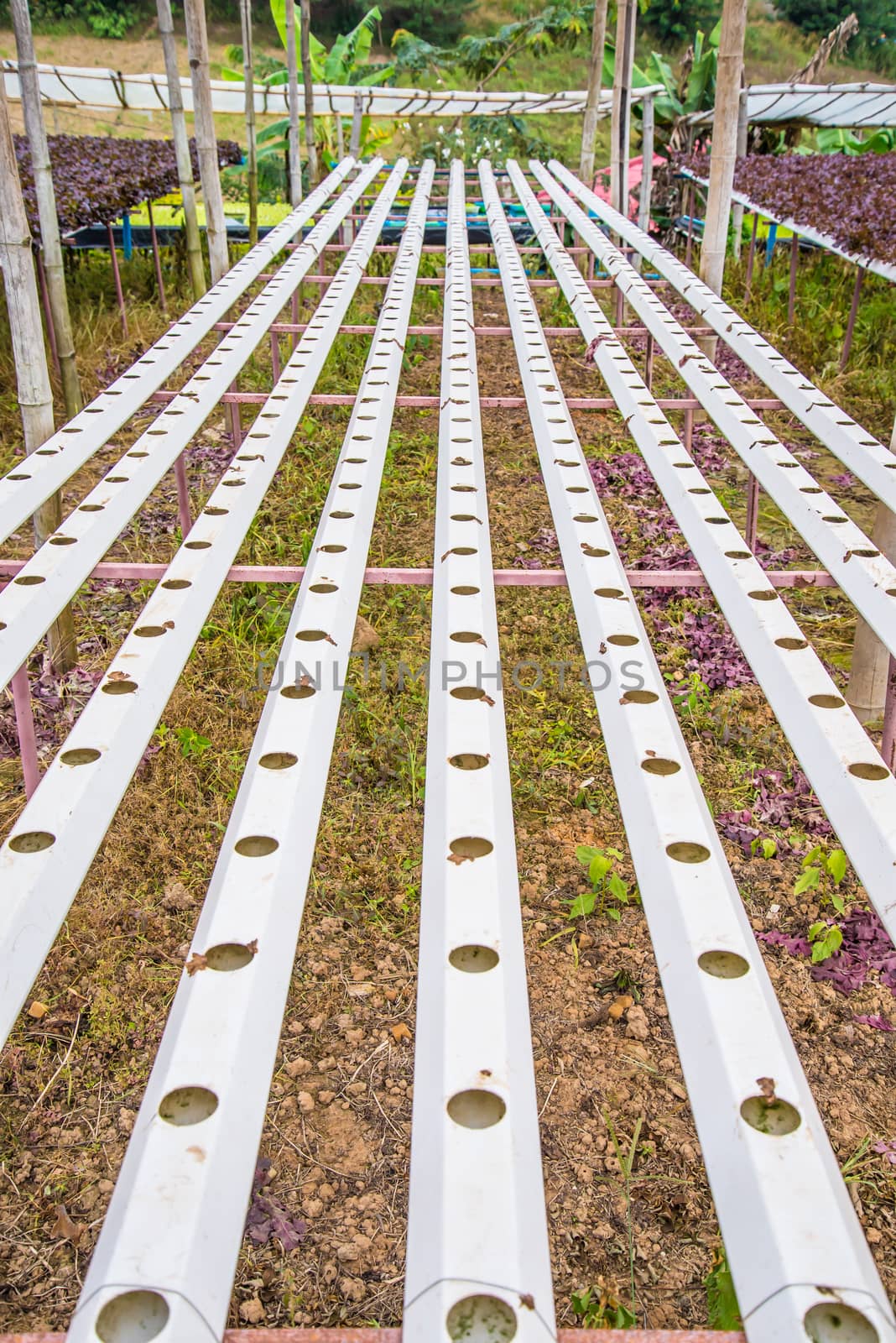 Organic vegetables are grown in the mountains.